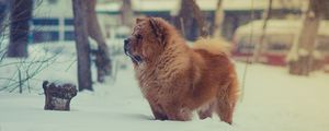 Preview wallpaper chow chow, dog, snow