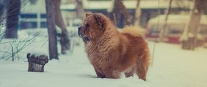 Preview wallpaper chow chow, dog, snow