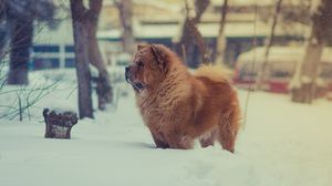 Preview wallpaper chow chow, dog, snow