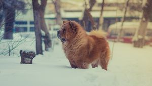 Preview wallpaper chow chow, dog, snow