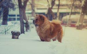 Preview wallpaper chow chow, dog, snow