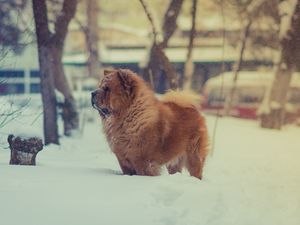 Preview wallpaper chow chow, dog, snow