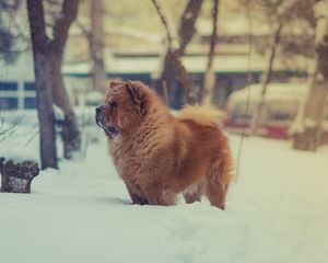 Preview wallpaper chow chow, dog, snow