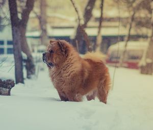 Preview wallpaper chow chow, dog, snow