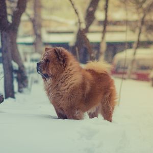 Preview wallpaper chow chow, dog, snow