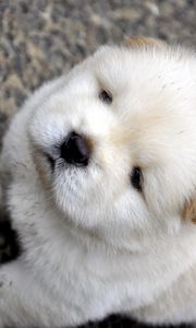 Preview wallpaper chow chow, puppy, baby, light