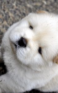 Preview wallpaper chow chow, puppy, baby, light