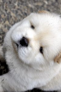 Preview wallpaper chow chow, puppy, baby, light