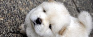 Preview wallpaper chow chow, puppy, baby, light