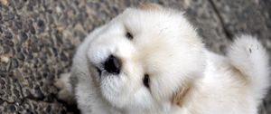 Preview wallpaper chow chow, puppy, baby, light