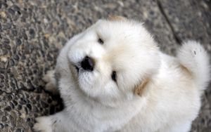 Preview wallpaper chow chow, puppy, baby, light