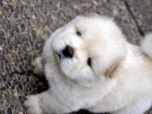 Preview wallpaper chow chow, puppy, baby, light