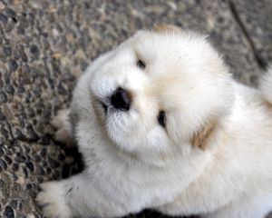 Preview wallpaper chow chow, puppy, baby, light