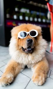 Preview wallpaper chow-chow, dog, muzzle, glasses, cool