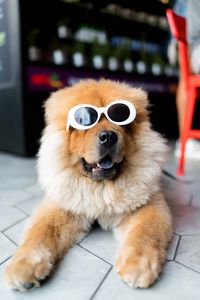 Preview wallpaper chow-chow, dog, muzzle, glasses, cool