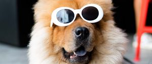 Preview wallpaper chow-chow, dog, muzzle, glasses, cool