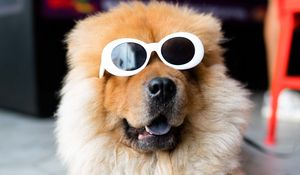 Preview wallpaper chow-chow, dog, muzzle, glasses, cool