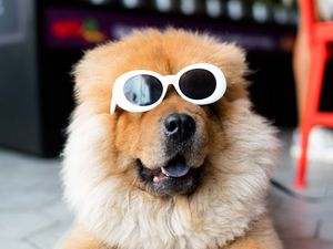 Preview wallpaper chow-chow, dog, muzzle, glasses, cool