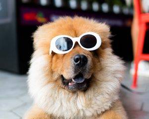 Preview wallpaper chow-chow, dog, muzzle, glasses, cool