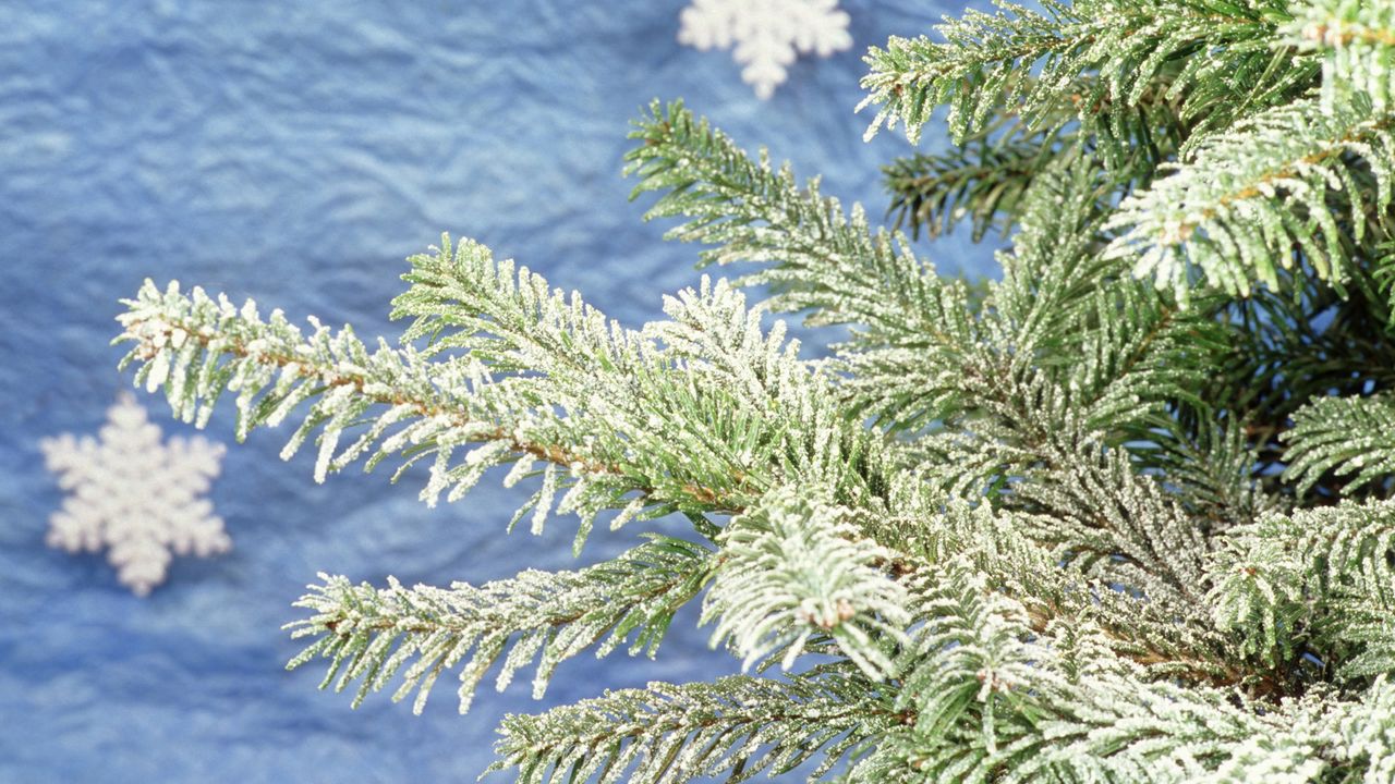 Wallpaper christmas, new year, fur-tree, attribute, snowflakes
