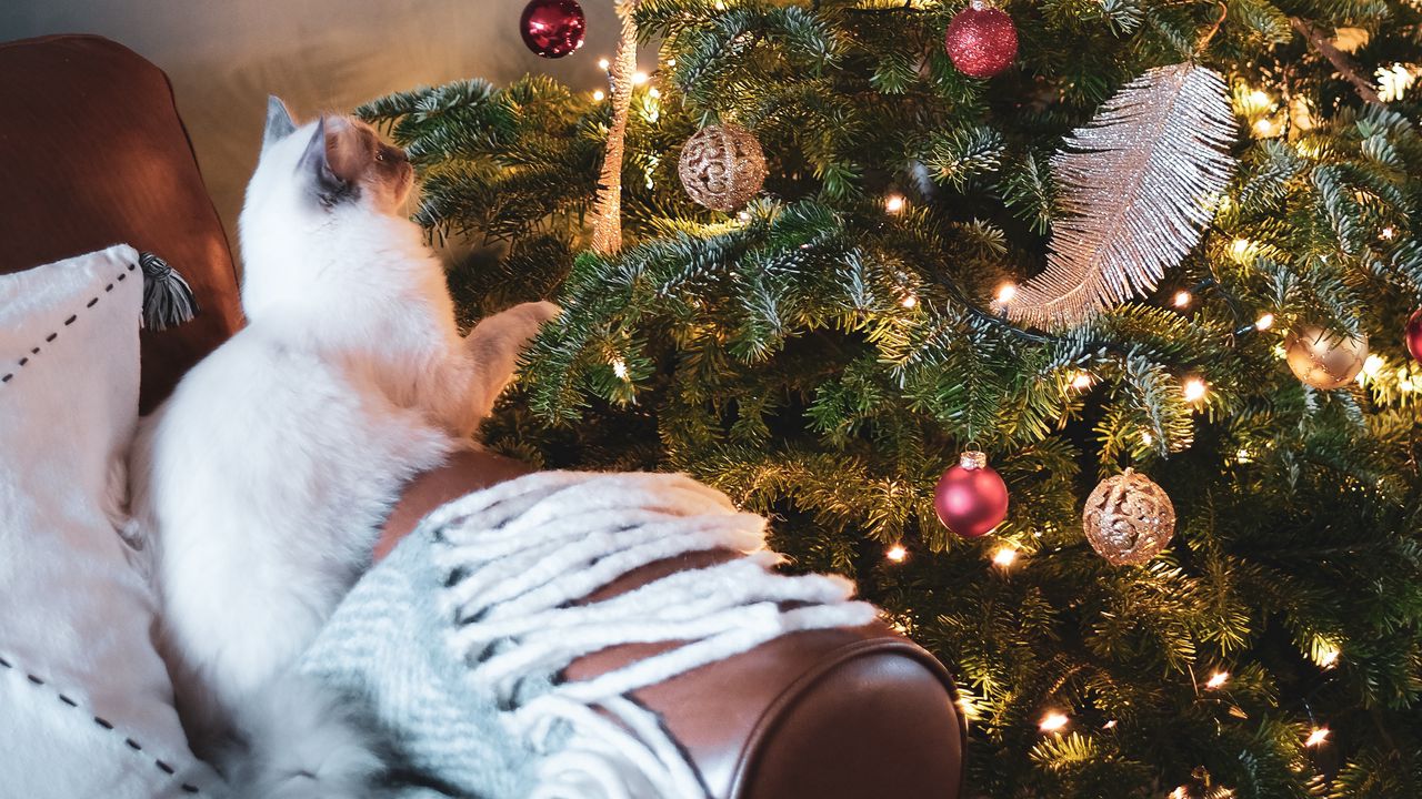 Wallpaper christmas tree, cat, decoration, new year, christmas