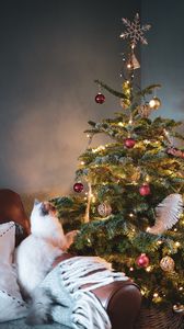 Preview wallpaper christmas tree, cat, decoration, new year, christmas