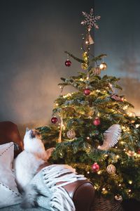 Preview wallpaper christmas tree, cat, decoration, new year, christmas