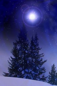 Preview wallpaper christmas trees, snow, winter, midnight, blizzard