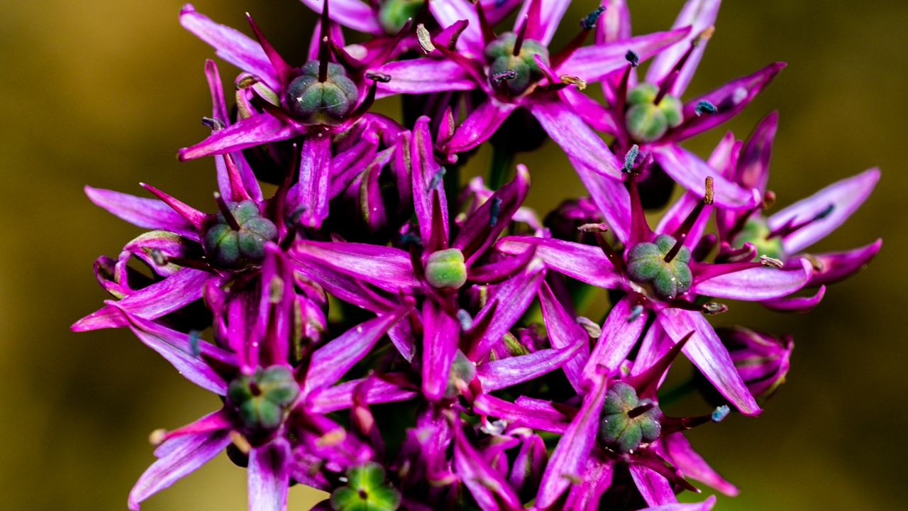 Wallpaper christophes bow, petals, flowers, purple, macro