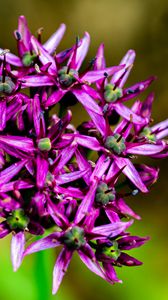Preview wallpaper christophes bow, petals, flowers, purple, macro