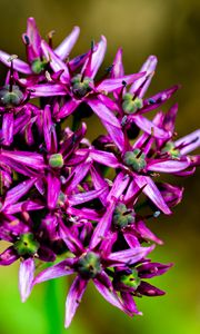 Preview wallpaper christophes bow, petals, flowers, purple, macro