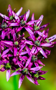 Preview wallpaper christophes bow, petals, flowers, purple, macro