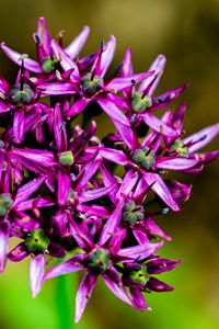 Preview wallpaper christophes bow, petals, flowers, purple, macro