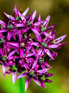 Preview wallpaper christophes bow, petals, flowers, purple, macro