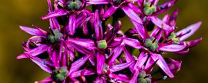 Preview wallpaper christophes bow, petals, flowers, purple, macro
