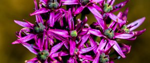 Preview wallpaper christophes bow, petals, flowers, purple, macro