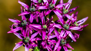 Preview wallpaper christophes bow, petals, flowers, purple, macro