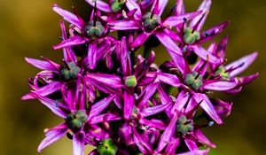Preview wallpaper christophes bow, petals, flowers, purple, macro