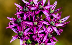 Preview wallpaper christophes bow, petals, flowers, purple, macro
