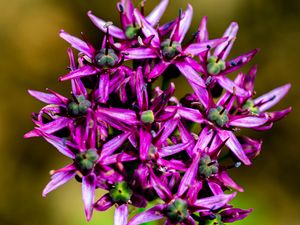 Preview wallpaper christophes bow, petals, flowers, purple, macro