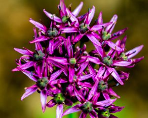 Preview wallpaper christophes bow, petals, flowers, purple, macro