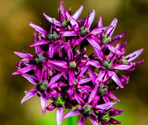 Preview wallpaper christophes bow, petals, flowers, purple, macro