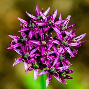 Preview wallpaper christophes bow, petals, flowers, purple, macro