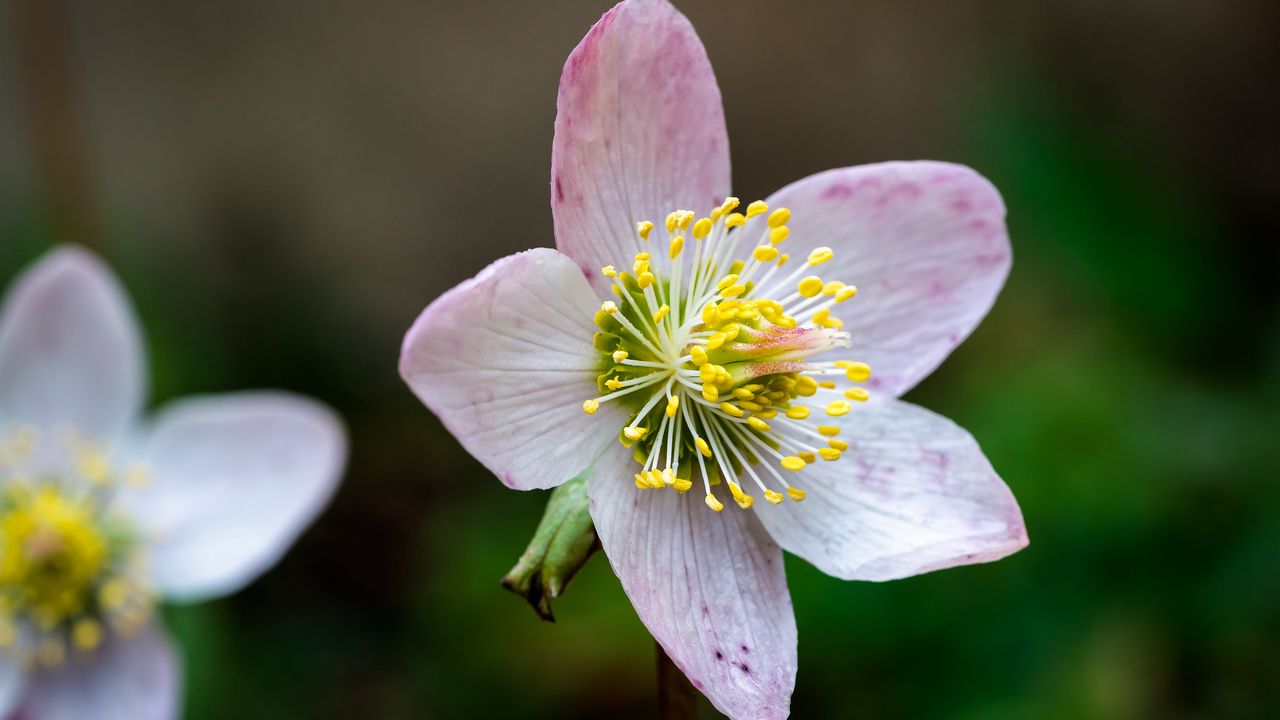 Wallpaper christrose, flowers, petals, pink