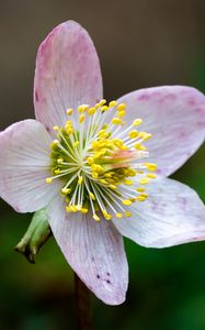 Preview wallpaper christrose, flowers, petals, pink