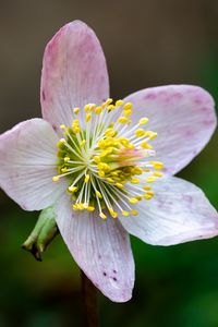 Preview wallpaper christrose, flowers, petals, pink