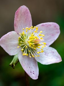 Preview wallpaper christrose, flowers, petals, pink