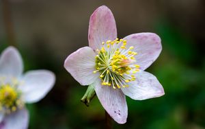 Preview wallpaper christrose, flowers, petals, pink