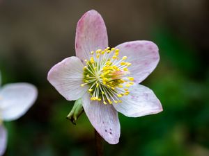 Preview wallpaper christrose, flowers, petals, pink