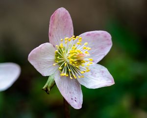 Preview wallpaper christrose, flowers, petals, pink